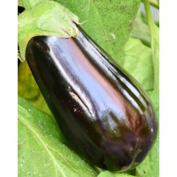 Aubergines bio (500g )