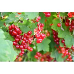 Groseilles 250g