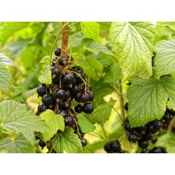 Cassis 250g