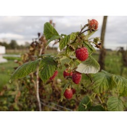 Framboises 250g