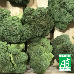 Brocoli du potager