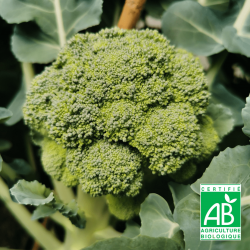 Brocoli du potager - 500 g