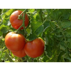 Tomates bio rondes rouges...