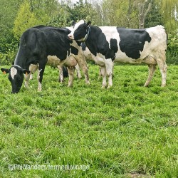 Le Jolirond, chaque jour les vaches donnent leur lait pour fabriquer ce fromage fermier 