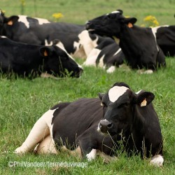 Le Petit Vinageois, 70 vaches fournissent chaque jour leur lait  pour confectionner fromages et autres spécialités fermières.