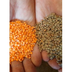 Lentilles Corail locales 500g