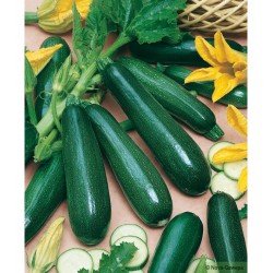 1 KG DE COURGETTES VERTES