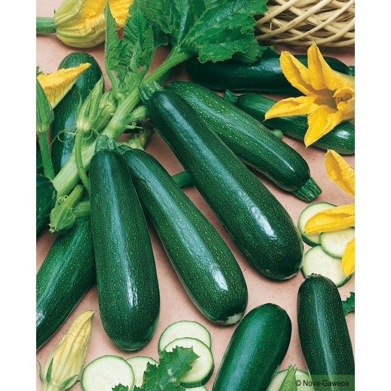 1 KG DE COURGETTES VERTES 1 KG DE COURGETTES VERTES