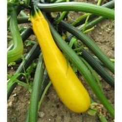 1 KG DE COURGETTES JAUNES