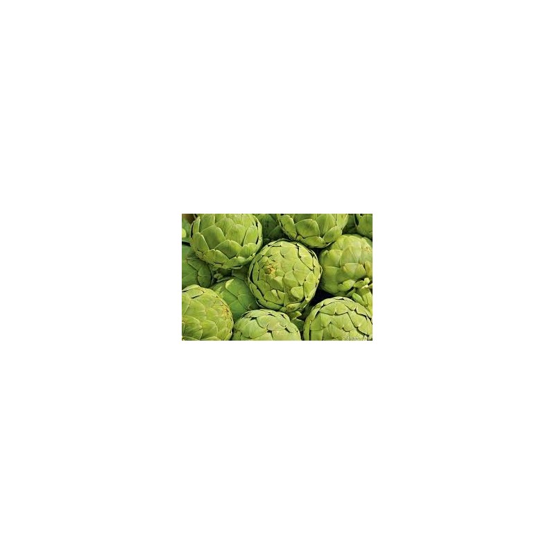 ARTICHAUT BIO ARTICHAUT BIO