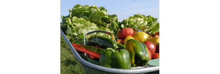 paniers de légumes